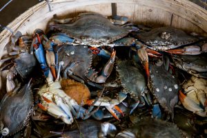 Blue crab