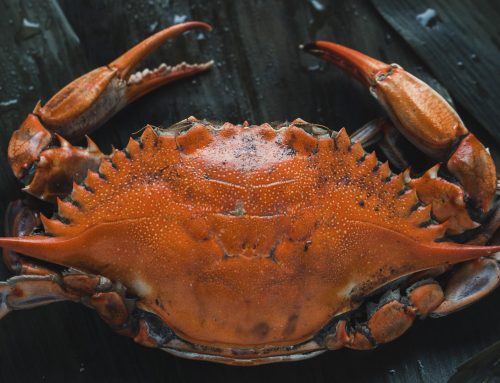 Maryland Crabs: A Guide to the East Coast’s Essential Summer Feast