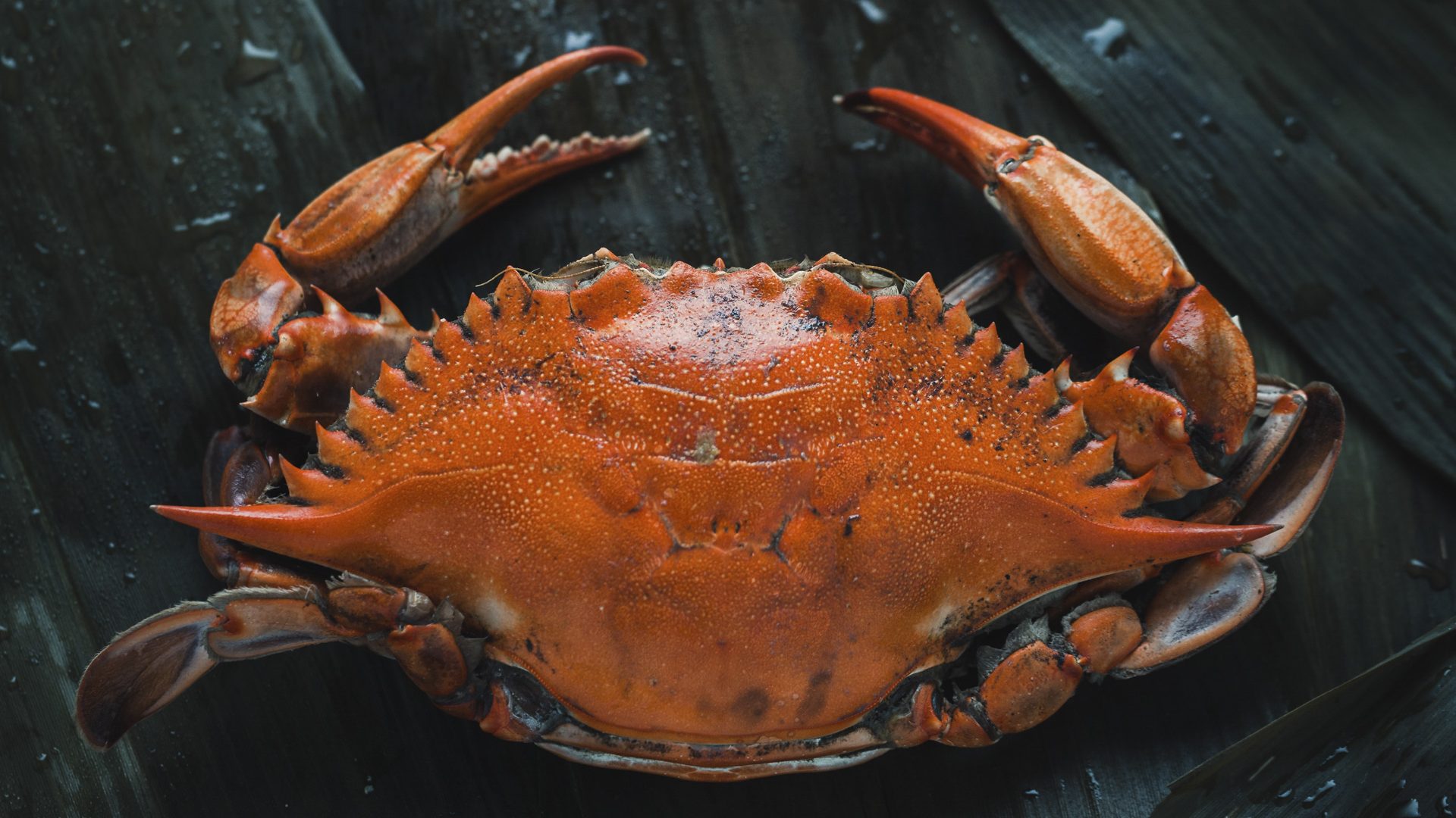 Eating Steamed Hardshells