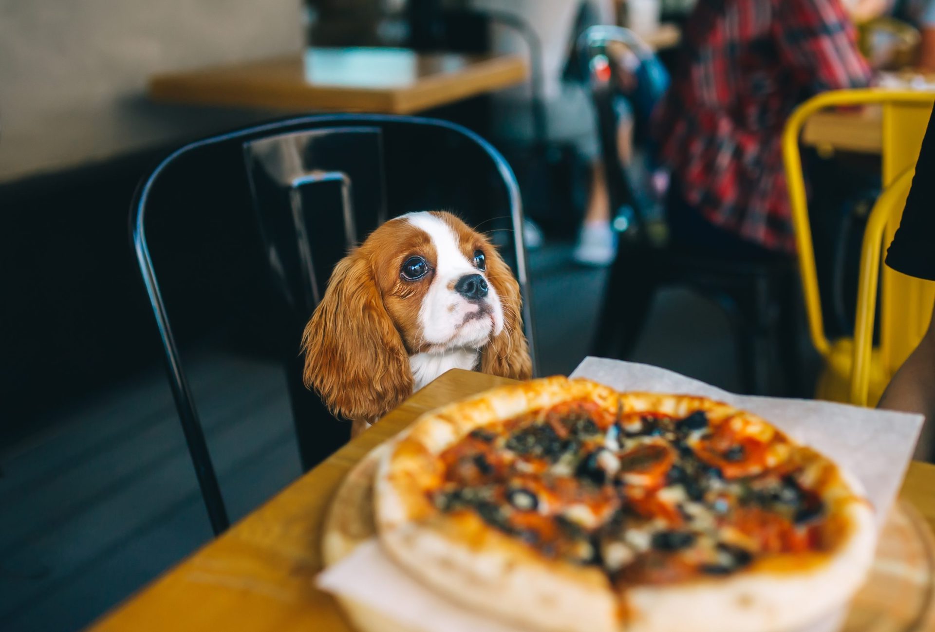 PetFriendly Ocean City, MD Two Crown Home Team