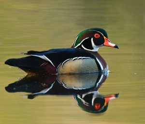 Bird watching, wood duck