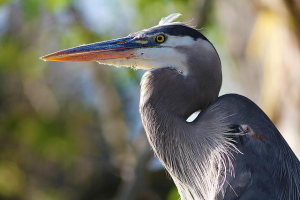 Heron at National Park