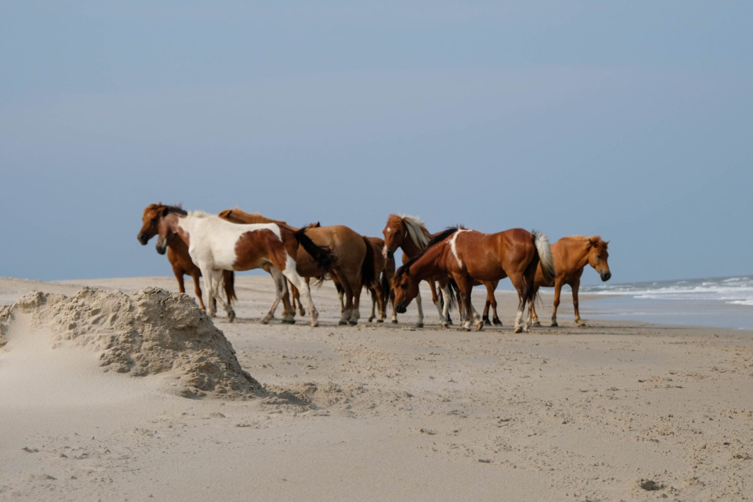 Assateague Island National Seashore Chincoteague Island