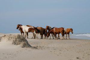 Horses on the Beach