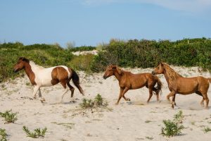 Maryland Herd of Ponies