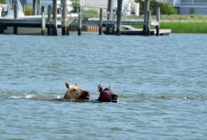 Ponies Swimming