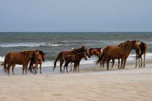 Ponies in the surf