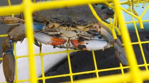 Blue crab in a crab pot