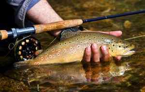 Maryland Brown Trout