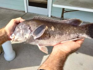 Fresh Fish at Hook 'em and Cook 'em