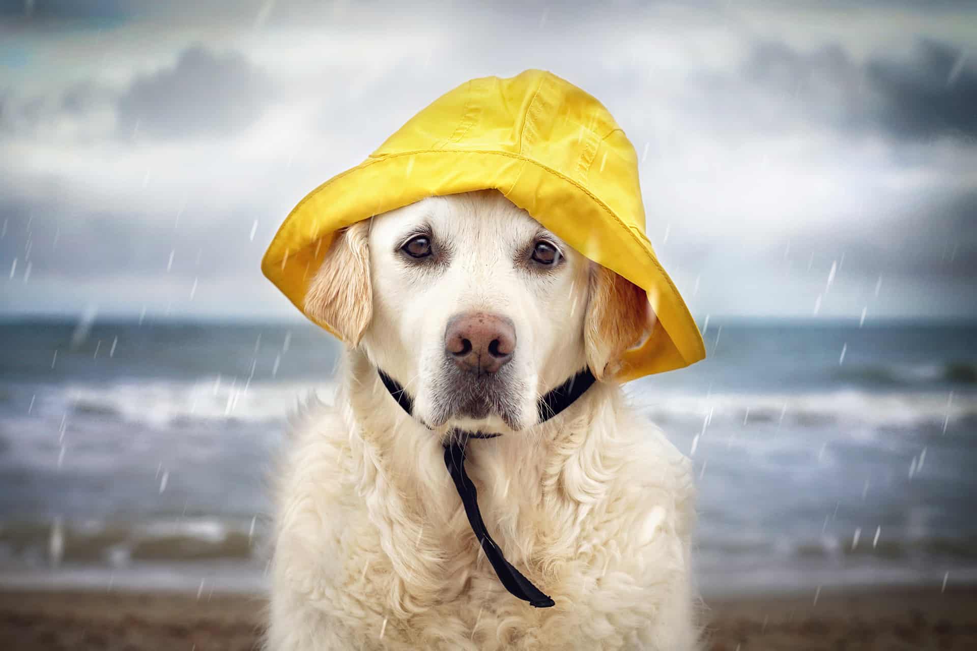 A dog wearing a rain hat in a storm to illustrate the concern of buying a house in a flood zone