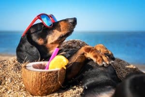 A dachshund reclining on the sand with sunglasses and a coconut drink