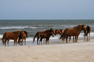 Ponies in the surf at Assateague