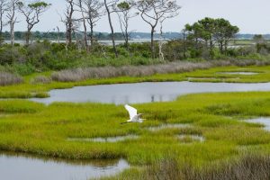 Egret in the Marsh