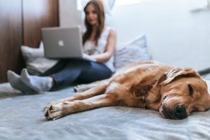 Woman reading from her laptop with her dog next to her